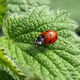 Nettles Herbs Natural Medicine Spring Detox Nutrition Stoke Newington N16 Naturopathy