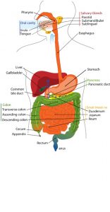 SH Health digestive anatomy