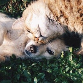 SH Health Dog and Cat allergies