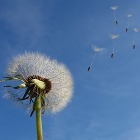 SH Health Dandelion Spring