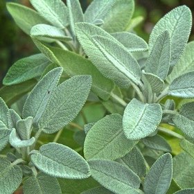 SH Health Sage SH Health Sage