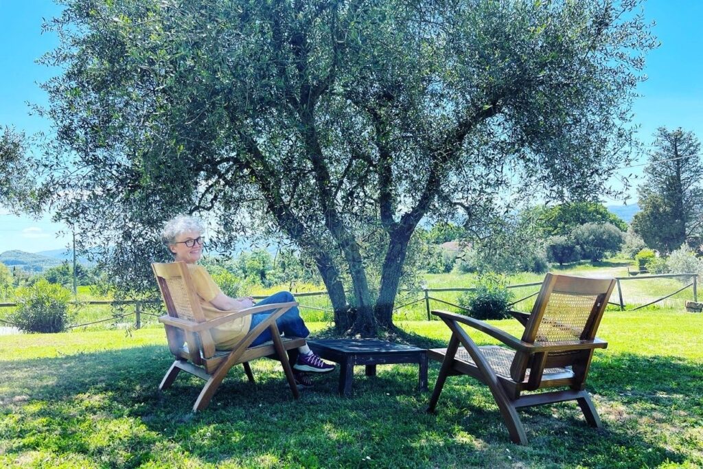 SR Aga olive tree 1