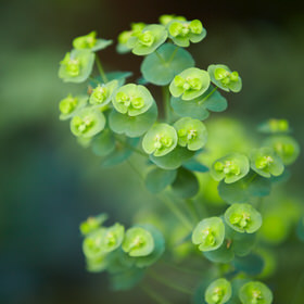 Herbal Medicine