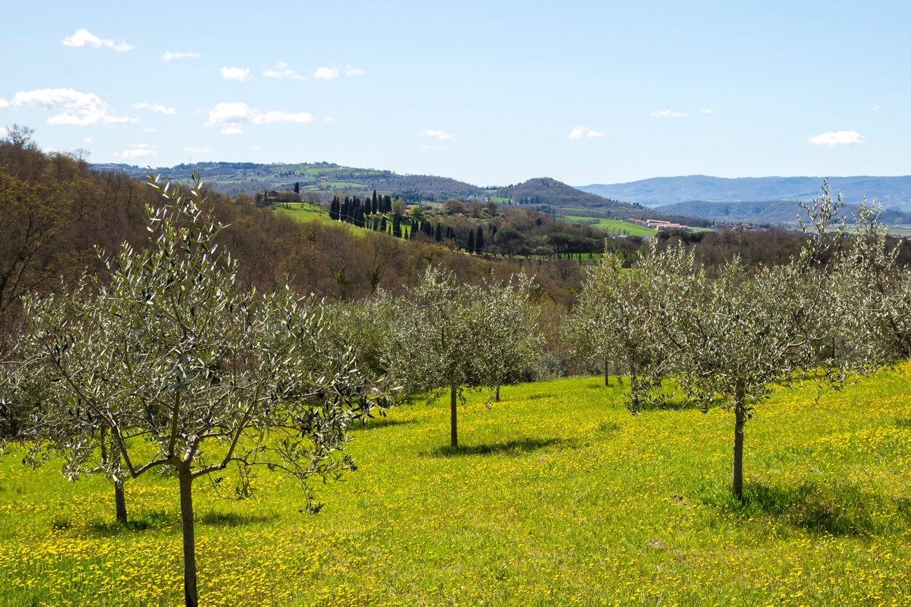 SR Olive grove landscape SR Olive grove landscape