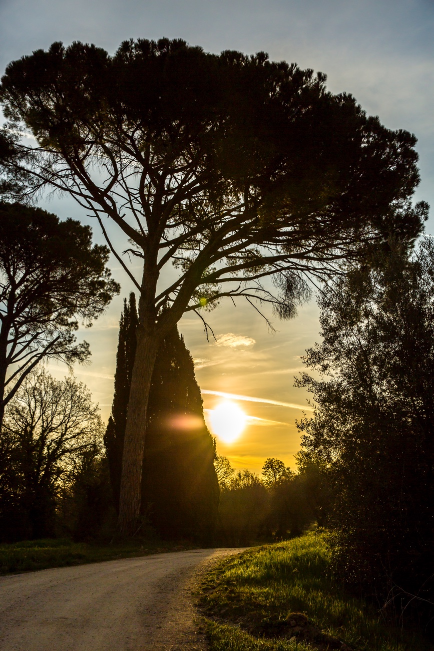 SR Umbrella palm SR Umbrella palm