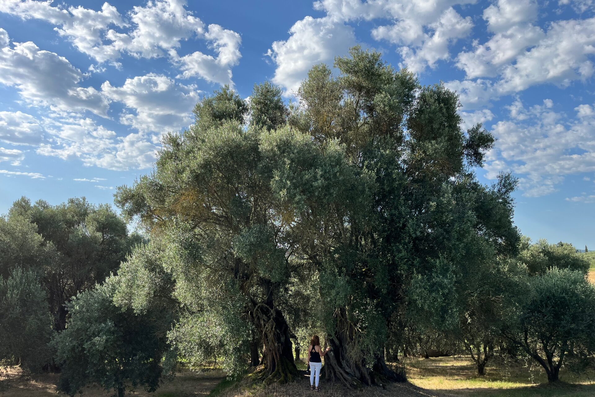 SR Olive tree large file