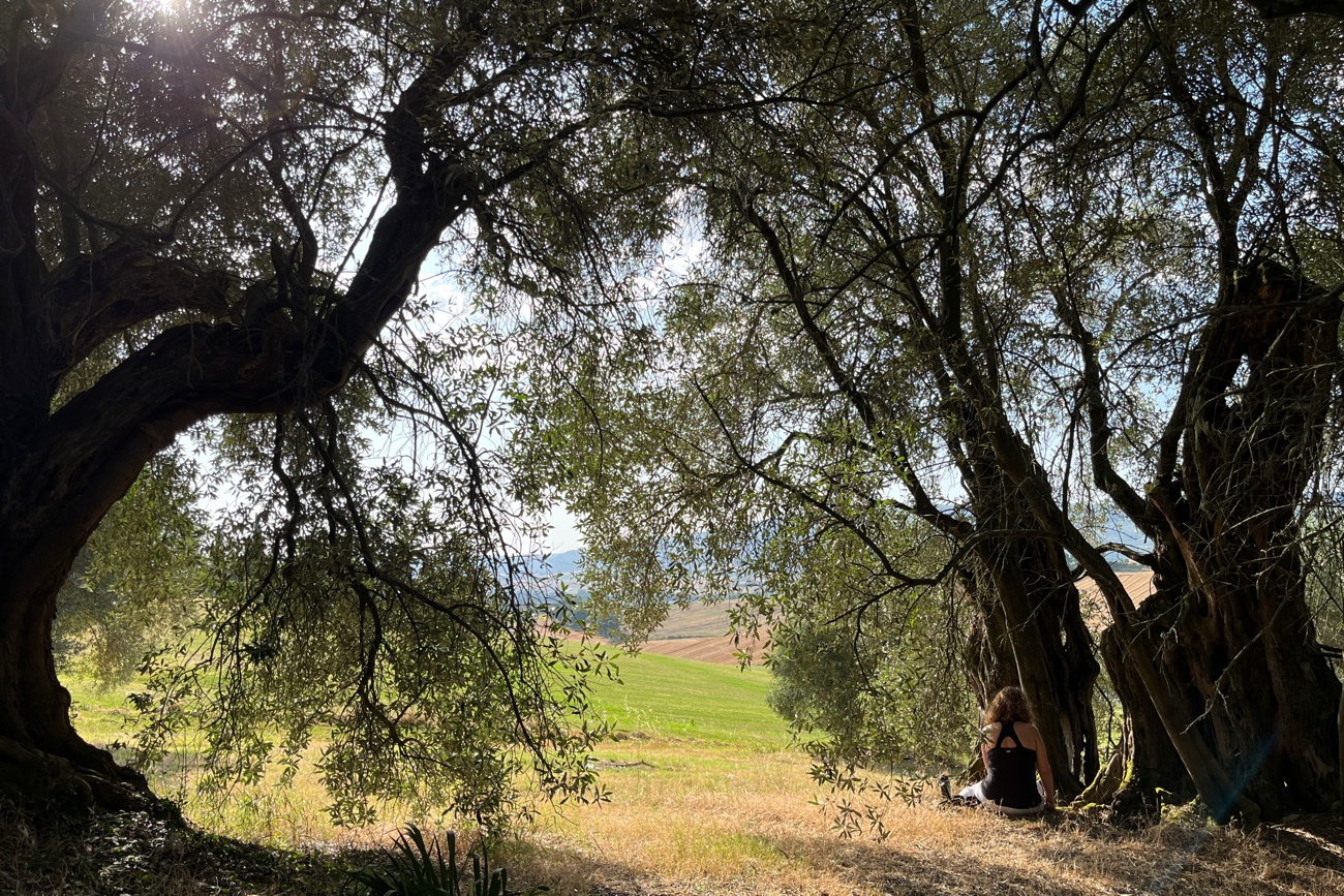 SR Olive tree meditation